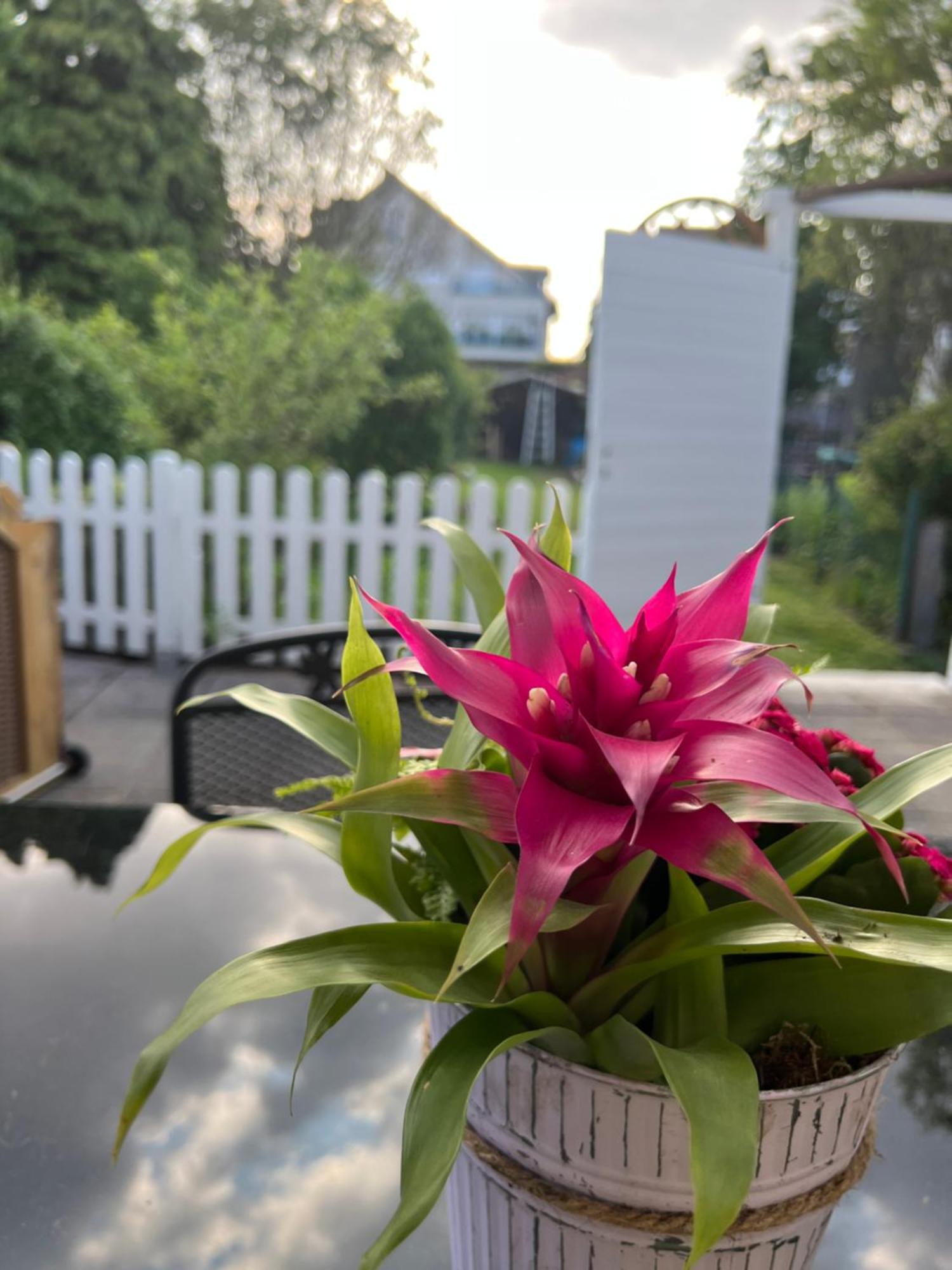 Auszeit Im Pott - Ferienwohnung Lavendel Herten  Esterno foto